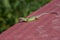 Green european lizard on metal surface . Green Lizard Lacerta v