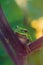 Green european tree frog on burdock stalk