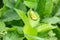 A green european tree frog hyla arborea hylidae sits on the green leaves of a bush with its back to the viewer