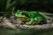 Green European tree frog, Hyla orientalis