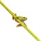 Green European Tree frog on a long diagonal stick