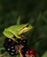 Green European treefrog sitting on Blackberry