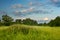 Green evening meadow with flowers