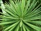 Green evergreen leaves of Yucca glorious latin is Yucca gloriosa in nature as the original texture. Background from elegant shar