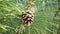 Green evergreen pine tree with fir cone close up on a wind