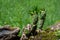 Green Eves Needle cactus closeup in HuascarÃ¡n National Park