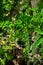 Green Eves Needle cactus green background in HuascarÃ¡n National Park