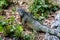 Green exotic iguana among green foliage, wild reptilian, tropical animal.