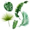 Green exotic jungle leaves set. Monstera, philodendron, fan palm, banana leaf, areca palm vector illustration. Tropic