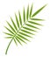 Green exotic plant leaf. Jungle foliage icon
