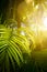Green exotic tropical leaves background