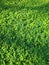 The green expanse of Arachis pintoi plants which are partially covered in the shadow of the surrounding trees.