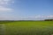 Green expanse of Indonesian rice fields