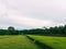 Green expanse of rice fields