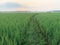 Green expanse of rice fields and morning views of rice fields