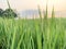 Green expanse of rice fields and morning views of rice fields