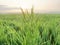 Green expanse of rice fields and morning views of rice fields