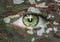 Green eye with camoflage pattern with clock