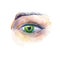 Green eye and eyebrow. Fashion,cosmetics and beauty image.