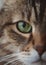 Green eye of marble brown tabby cat