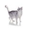 Green-eyed cat of breed British Shorthair.Color Black Silver Sh