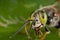 A green eyed cuckoo bee up close