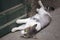 Green eyed domestic cat lying in front of green door.