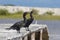 Green eyed ducks on pier