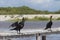 Green eyed ducks on pier