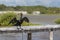 Green eyed ducks on pier