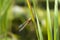 Green-eyed hawker Aeshna isoceles