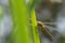 Green-eyed hawker Aeshna isoceles