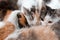 Green-eyed red spotted cat looks into the lens. Breastfeeds 3 kittens