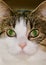 Green eyed tabby cat headshot facing camera closeup