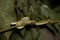 Green Eyelash Pit Viper Snake with Mosquito on Nose in Jungle