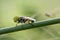 Green eyes insect on the thatch stalks