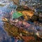 Green fallen leaf stuck on stone at bottom of fast shallow stream, leaf under rippling water surface, refraction of light