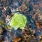 Green fallen leaf stuck on stone at bottom of fast shallow stream, leaf under rippling water surface, refraction of light