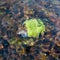 Green fallen leaf stuck on stone at bottom of fast shallow stream, leaf under rippling water surface, refraction of light