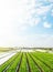 Green farm potato fields on an sunny morning day. Spunbond agrofibre row coverings. Agricultural industry growing potatoes