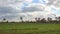 A green farm with trees and agriculture and clouds in Minya in Egypt