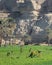 A green farm with trees and agriculture in Minya with mountainin jabal el tayr in Egypt