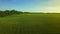 Green farming field in summer day. Landscape summer agricultural field