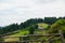 Green farmland in Carpathian Mountains