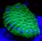 Green Favites Coral