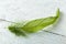 Green feather on rustic wood