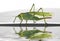 Green female grasshopper