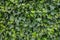 Green fence of ivy, a flat picture