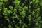 Green fence texture bushes background