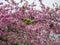 Green Feral parakeets parrot near pin purple blossoms in Great Britain, Hyde Park, London, UK.